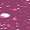 524 Fuchsia Stardust (Variant unavailable)