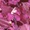 Wild Orchid